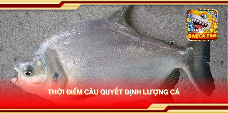 Thời điểm câu quyết định lượng cá