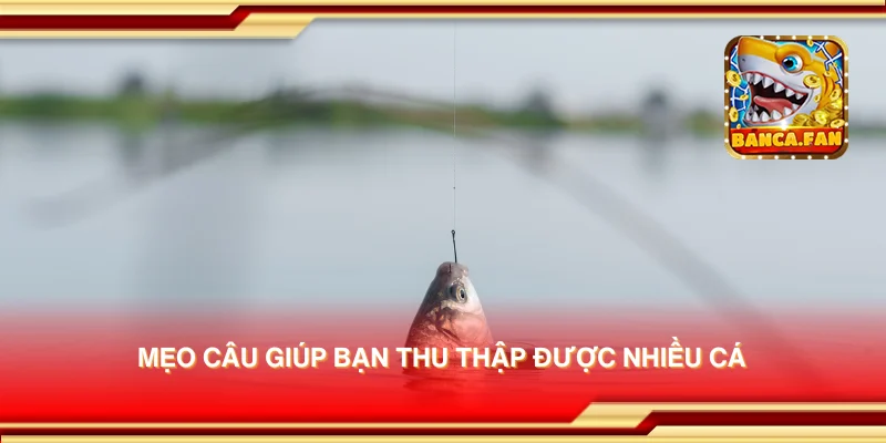 Mẹo câu giúp bạn thu thập được nhiều cá